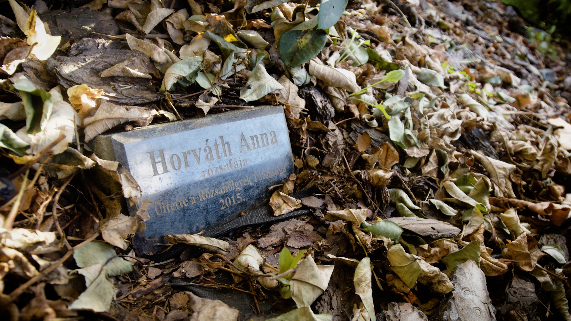 A Rózsahölgyek emléktáblái